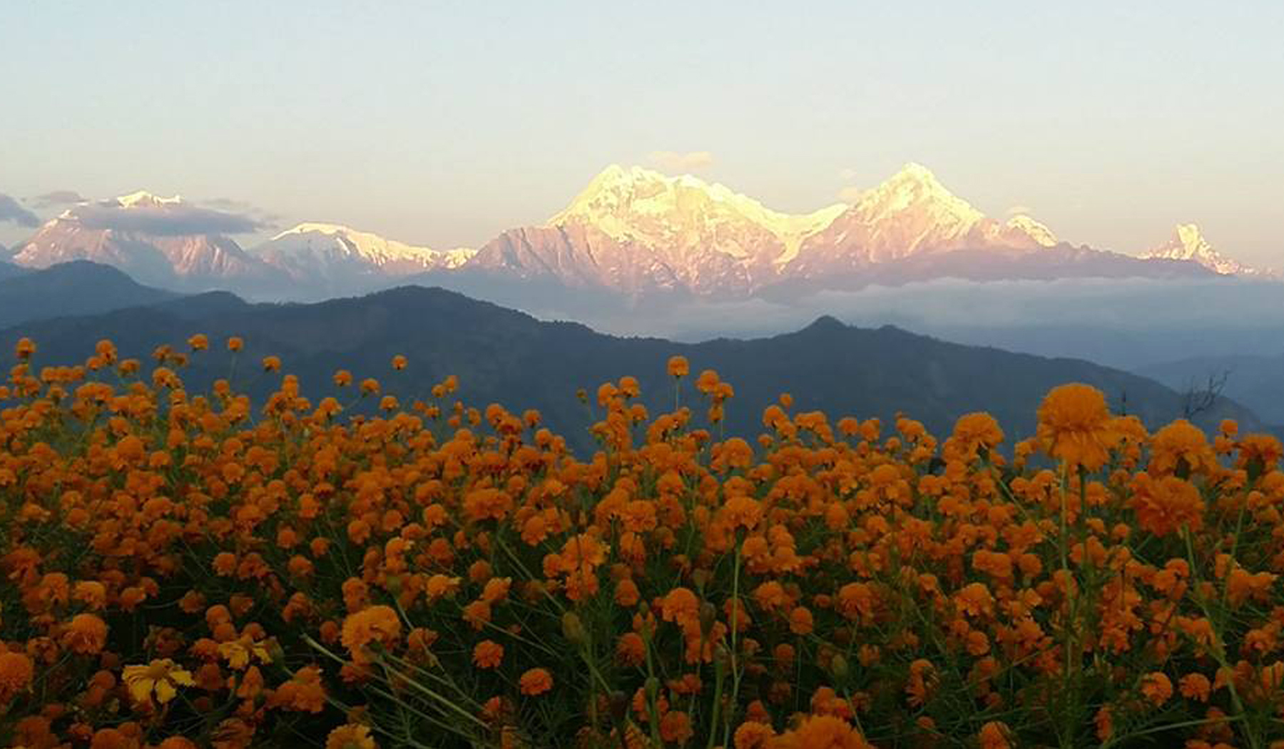 टोड्केको सयपत्री र हिमशृङ्खला