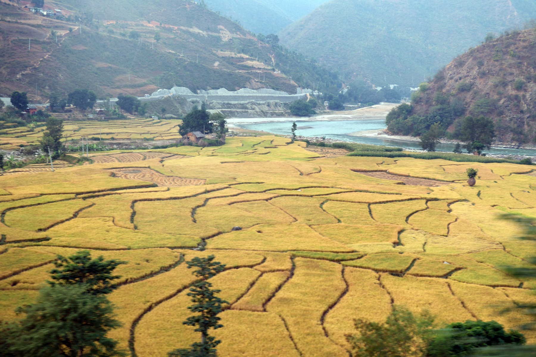 सुनकोशी किनारमा फलेका धानबाली