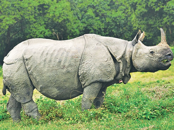 भारतमा फेरि दुई वटा गैँडा भेट्टियो, अवस्था बुझ्न निकुञ्जको टोली भारतमा