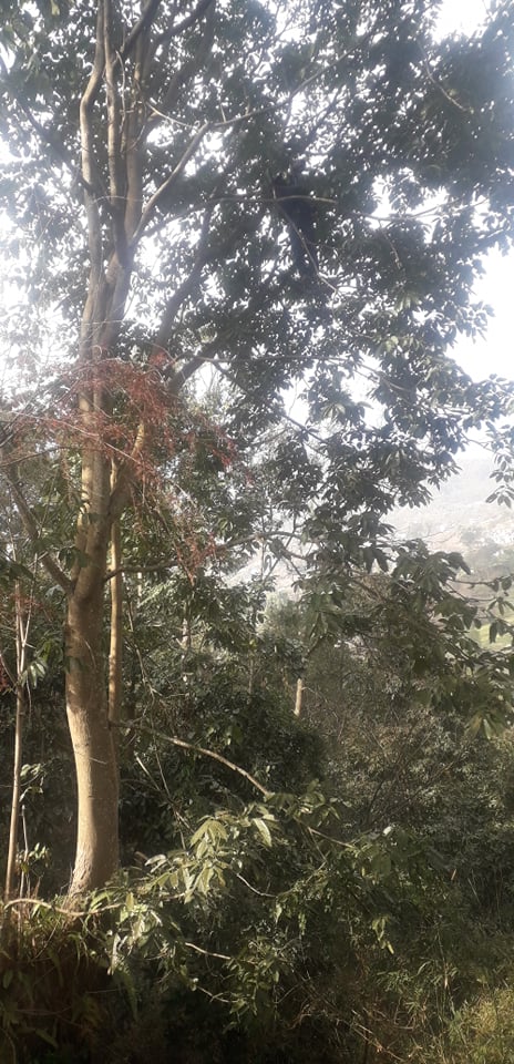 तारकेश्वर चुनीको जंगलमा एक युवक मृत भेटिए