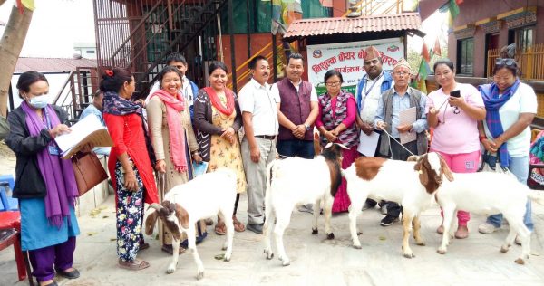 बोयर जातको बोका पाउँदा बुढानिलकण्ठ -१ का कृषक दंग