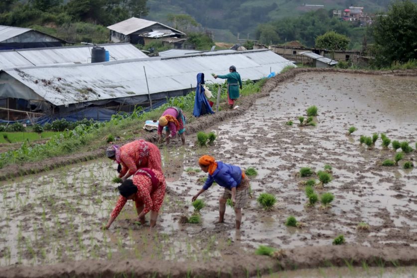 आज असार १५, राष्ट्रिय धान दिवस मनाइँदै